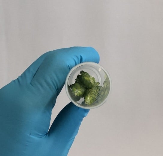 Foto of a hand in gloves holding a falcon tube with wheat anthers inside