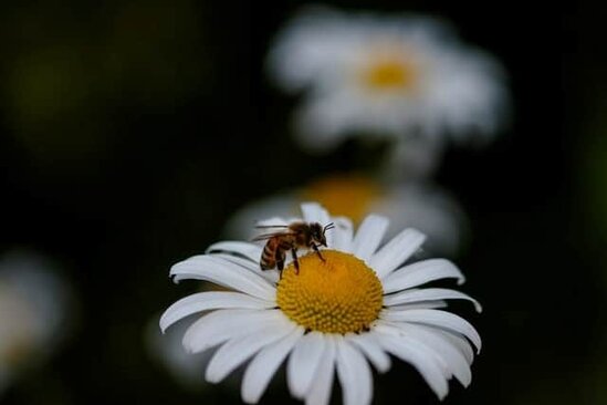 bees drink nectar