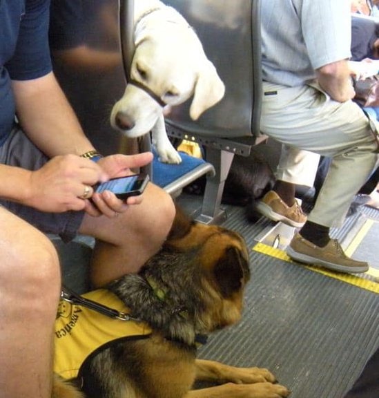 Service Dog Bus Training Service Dog Bus Training