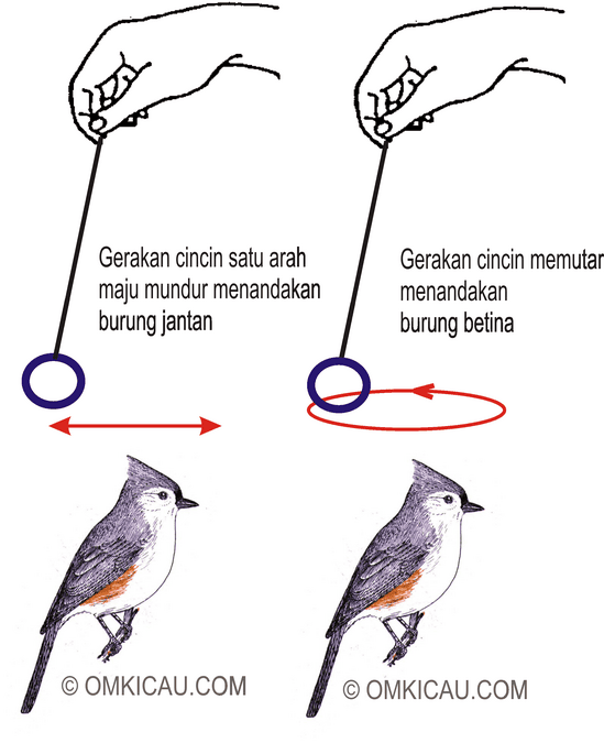 MEMPREDIKSI JENIS KELAMIN BURUNG DENGAN METODE CINCIN PENDULUM