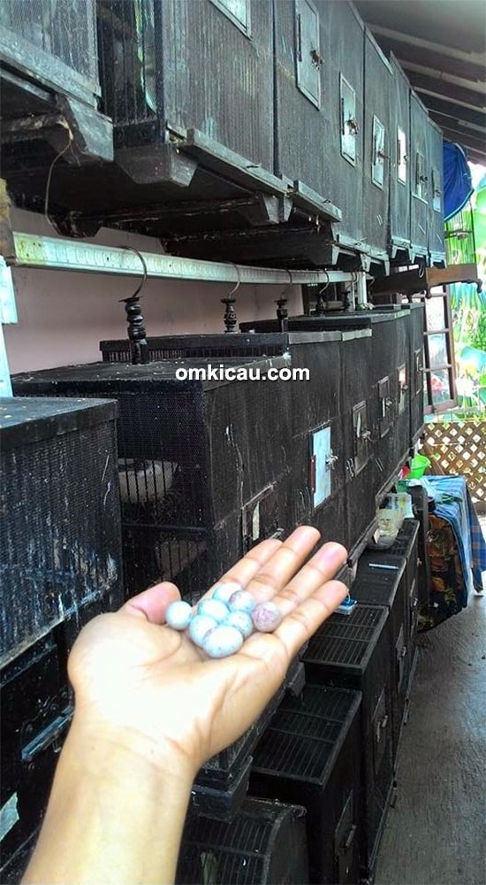 Kandang ternak kenari Bacang BF