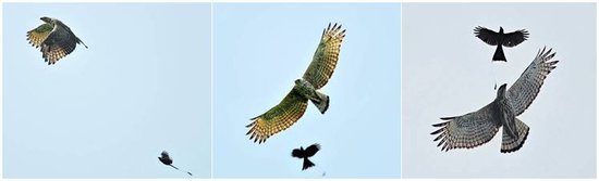 Burung srignting yang menyerang elang ( foto:besgroup.org )