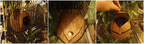 Sarang dari batok kelapa yang dimodifikasi untuk memudahkan pemantauan