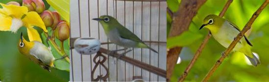 Pleci ras auriventer