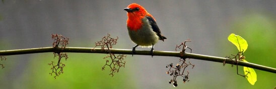 Penampilan burung kemade jantan dari depan.