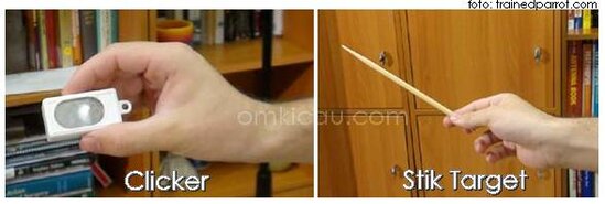 Clicker dan stik target untuk melatih