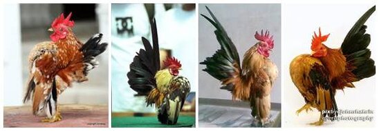 Beberapa gambar ayam serama