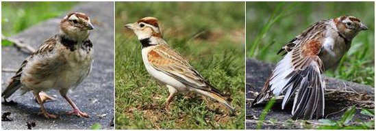 Penampilan fisik mongolian lark