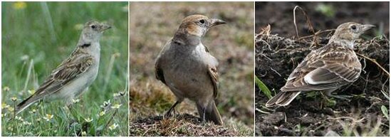 Penampilan fisik dari tibetan lark