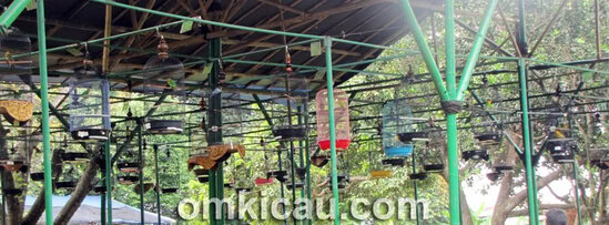 Kelas lovebird - JP Enterprise Depok