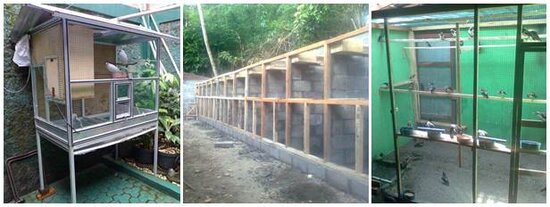 Bebarapa contoh kandang yang digunakan beternak burung jalak