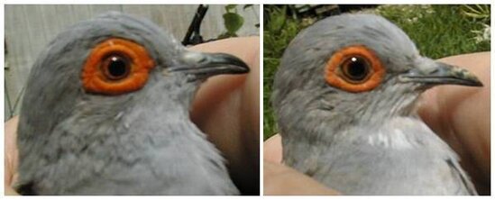 Cere mata pada burung jantan (kiri) lebih besar dan tebal dbanding yang terdapat pada burung betina
