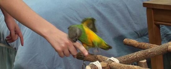 Burung parrot yang suka menggigit harus ditangani dengan perlakuan khusus