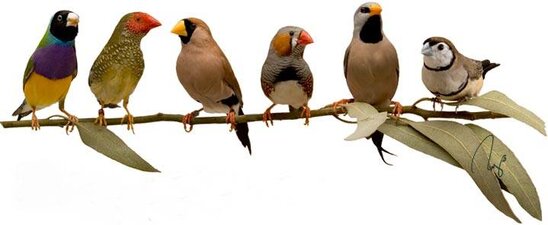 Ragam jenis burung finch populer