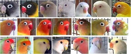 Ragam lovebird dengan topeng yang warna warni
