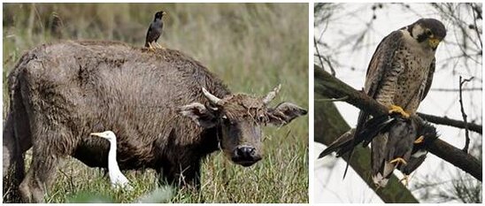 HUBUNGAN YANG SALING MENGUNTUNGKAN ANTARA JALAK DAN KERBAU - BURUNG ALAP-ALAP KAWAH YANG SEDANG MEMANGSA JALAK KERBAU (KANAN)