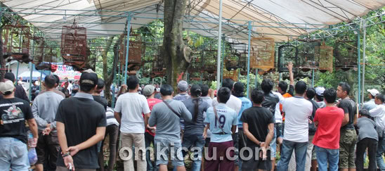 Kelas murai batu - Berkah Ramadhan Ragunan