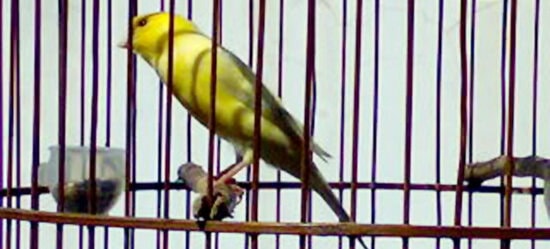 Burung yang harus menyesuaikan kita, bukan kita yang jadi budak burung