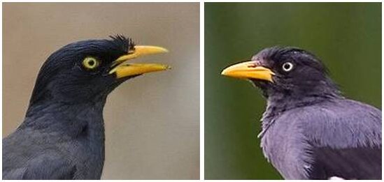 JALAK KERBAU DENGAN IRIS MATA KUNING DAN IRIS MATA PUTIH