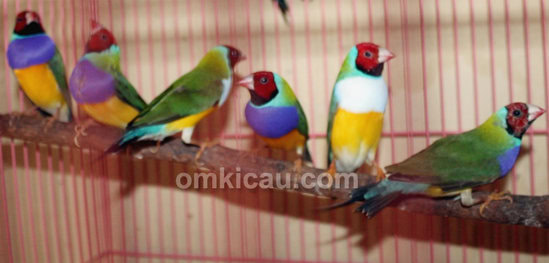 Burung gould amadine