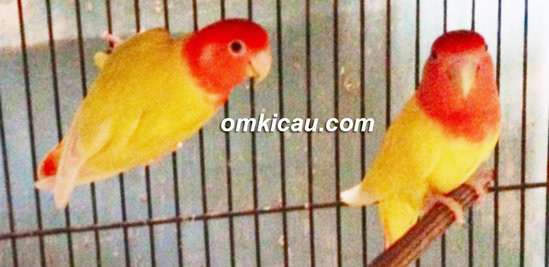 Lovebird opaline non-klep koleksi Om Muda Gunawan.