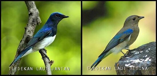 Perbedaan jantan betina sikatan biru putih