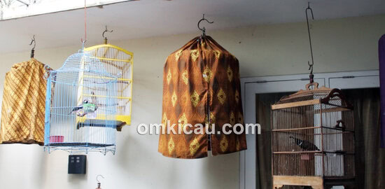 Pemasteran anakan murai batu