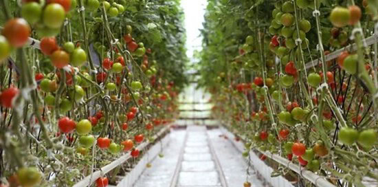Tomato in greenhouse