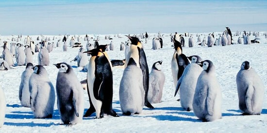 Burung penguin kaisar