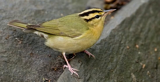 Burung warbler
