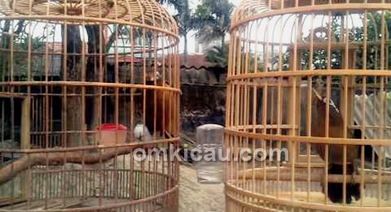 Ngetrek burung hwamei