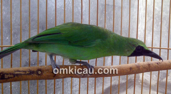 cucak hijau jawara