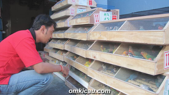 Lovebird impor mendominasi pasar lokal.