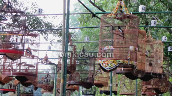 Burung dalam sangkar bulat lebih mudah dipantau dari berbagai sudut pandang.
