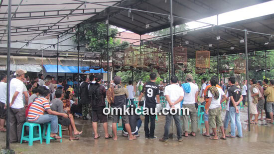 Lomba Burung Ratu dan Raja