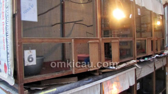 Kandang minimalis dengan ukuran 150 cm (p), 50 cm (l), dan 100 cm (t).