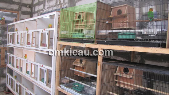 Kandang battery lovebird