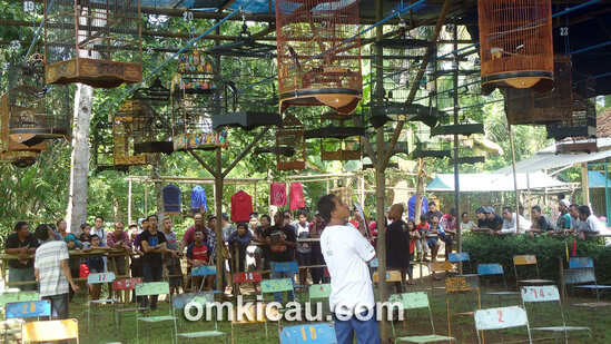 Lomba Burung SapuRegel