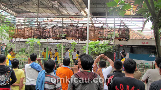 Kelas murai batu - Taman Radja Jakarta