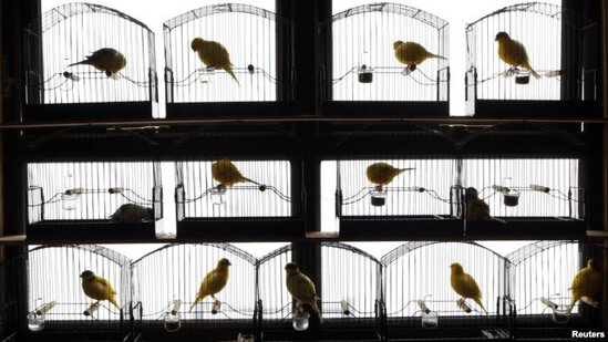 Testosterone sangat mempengaruhi kualitas suara dan kerajinan burung