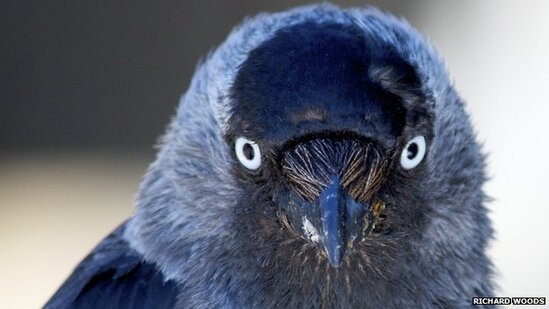 Jackdaws menggunakan tatapan matanya untuk berkomunikasi