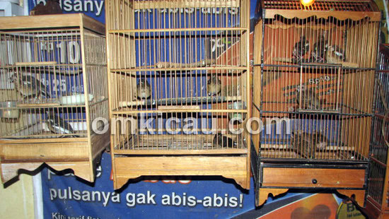 Anakan anis kembang siap dipasarkan.