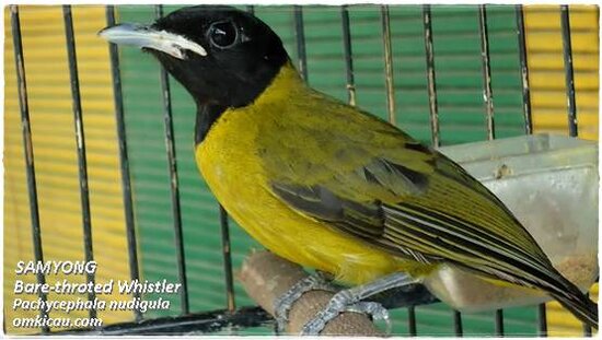 Burung Samyong