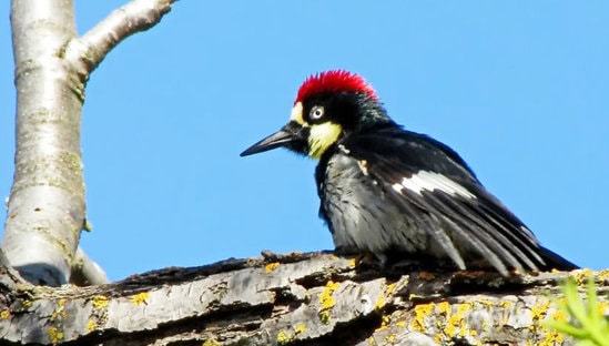 Burung pelatuk acorn