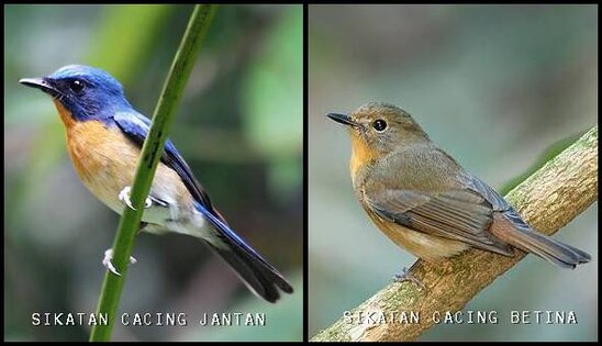 Perbedaan jantan betina sikatan cacing