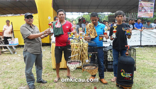 juara lovebird