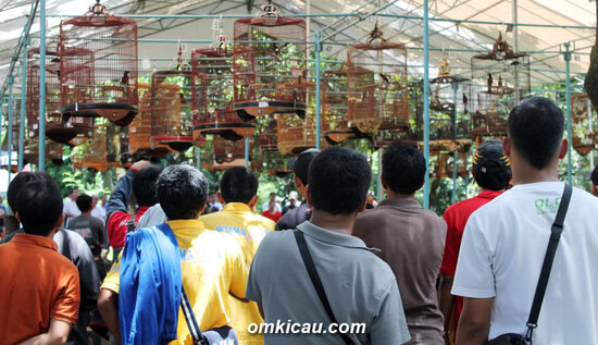 Suasana lomba murai batu dalam Cidodol Fiestas di Ragunan, Jakarta, Minggu (17/3) lalu.
