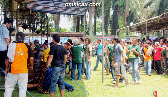 Insiden di Kelas Murai Batu BOB bermula dari penancapan bendera dis akibat pelanggaran ketentuan sangkar.