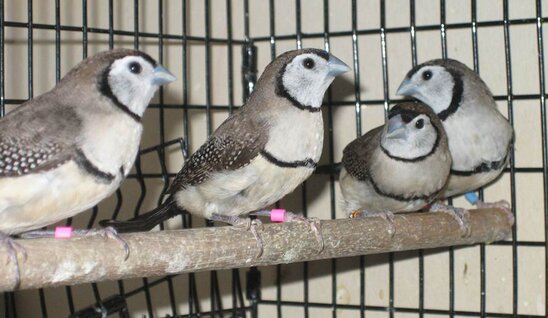 Burung Owl finch atau Bicheno finch (Poephila bichenovii)