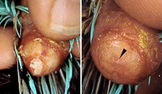 Perlu pelumasan untuk mengatasi telur yang lengket di oviduct.